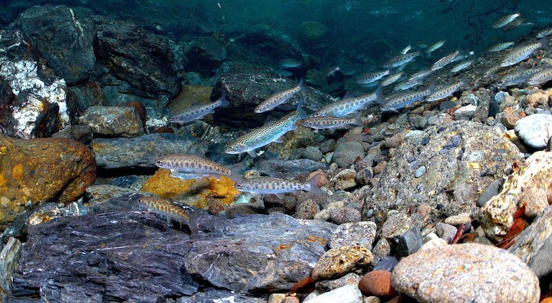 Die Wurzeln der Mammutbäume dienen als Versteck für junge Lachse. – Bild: RTL /​ Terra Mater Factual Studios + Wild Logic + Rick Rosenthal /​ Land der Extreme