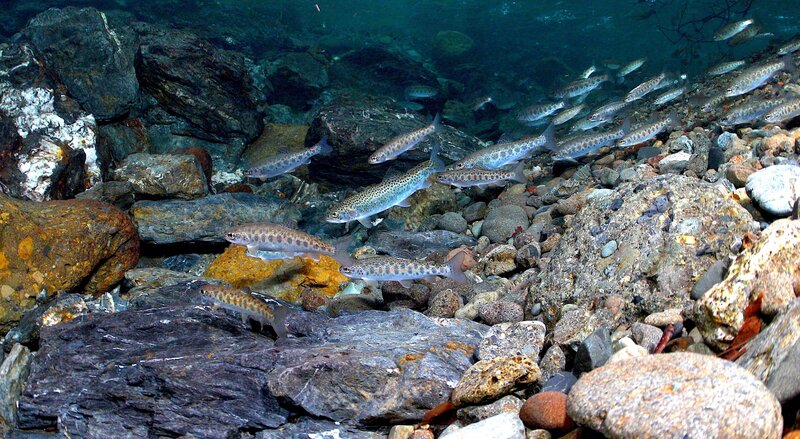 Bild: RTL /​ Terra Mater Factual Studios + Wild Logic + Rick Rosenthal /​ Land der Extreme