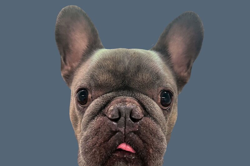 Einstein – Das Tier als Statussymbol: Zuchthund. – Bild: SRF1