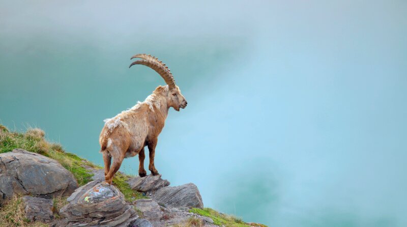 Steinbock. – Bild: WDR/​Interspot Film