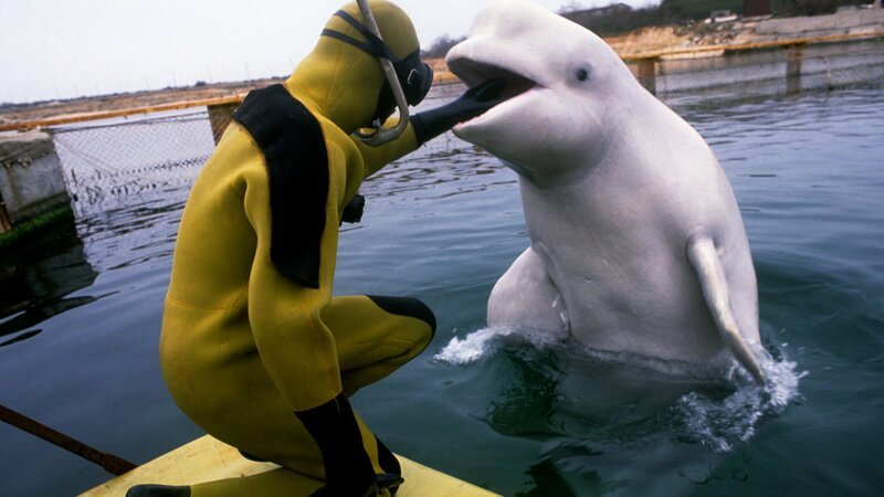 Ein Taucher und ein Belugawal. – Bild: THE HISTORY CHANNEL /​ A+E Networks
