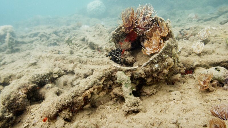 Bild: CuriosityStream-Inc.