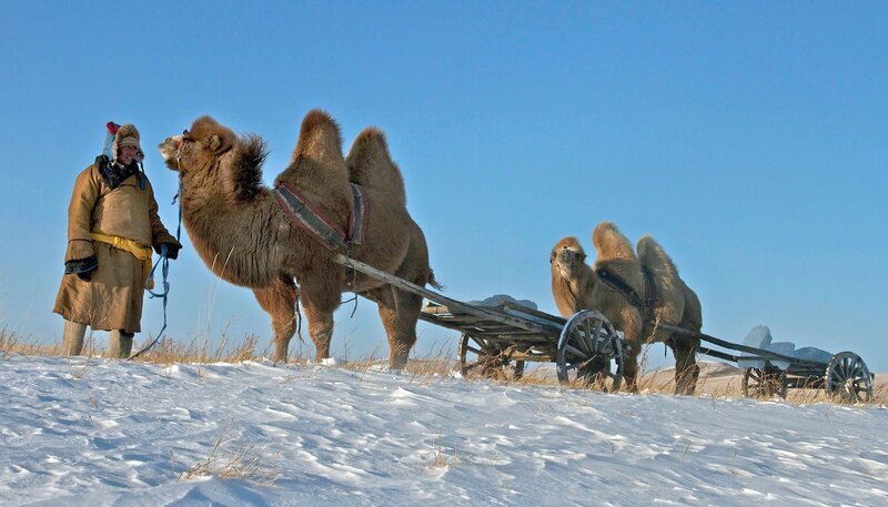 Mit Kamelkarren wird Eis als Wasservorrat zur Jurte transportiert. – Bild: NDR/​doclights/​TMFS/​Franz Hafner