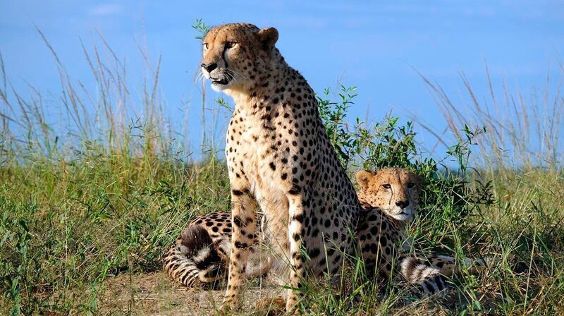 – Bild: phoenix/ZDF/ORF – Bild: phoenix/ZDF/ORF