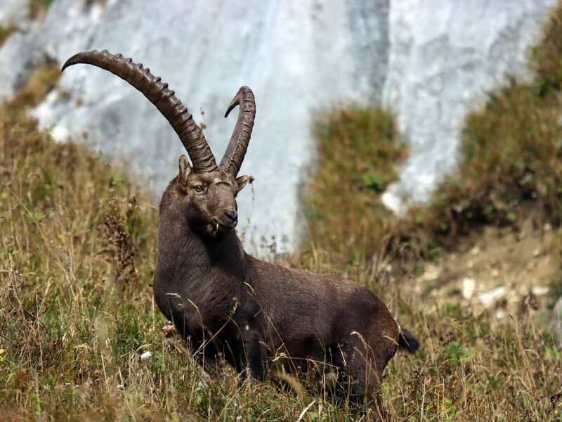 Ein älterer, kräftiger Steinbock auf einer Almwiese an der Benediktenwand. Die Nahrung der Steinböcke besteht hauptsächlich aus Gräsern, die zu dieser Jahreszeit schon ziemlich trocken sind. Als Ziegenverwandte kommen sie damit gut zurecht. – Bild: BR/​Anton Wasensteiner