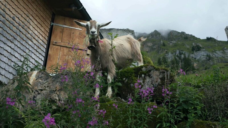 Bild: Bergblick Bild: Bergblick