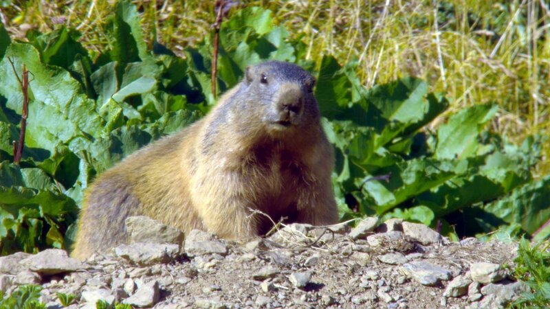 Murmeltier Stilfser Joch. – Bild: ORF