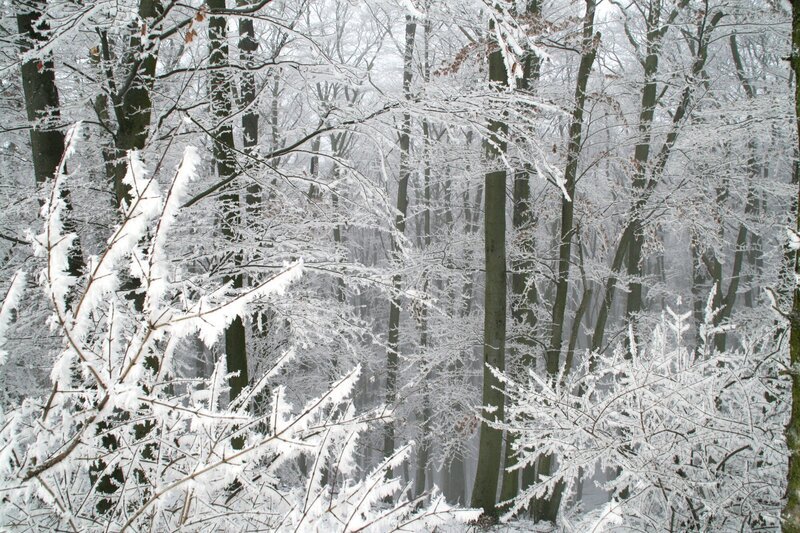 Wald; Rauhreif. – Bild: ORF III Wald; Rauhreif. – Bild: ORF III
