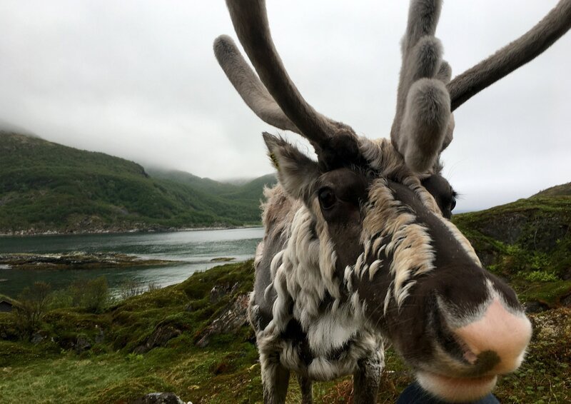 Rentier Jesper verbringt seinen Jahresurlaub auf Ljøsøy. – Bild: ORF/ZDF/Jeannine Apsel Rentier Jesper verbringt seinen Jahresurlaub auf Ljøsøy. – Bild: ORF/ZDF/Jeannine Apsel