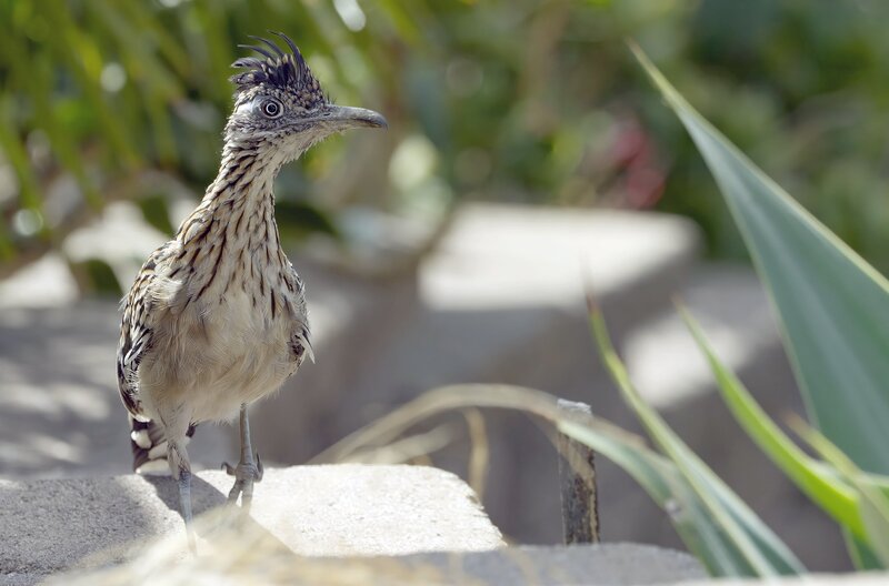 Ein großer Rennkuckuck lauert im Garten eines Privathauses auf Beute. – Bild: Nathan Dappen