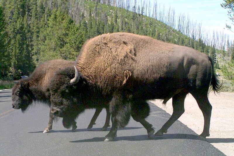 Die Yellowstone-Bisons sind die größten Landsäugetiere Amerikas. Bullen können über 1,80 Meter groß werden und bis zu einer knappen Tonne schwer. – Bild: MedienKontor/​Adama Ulrich