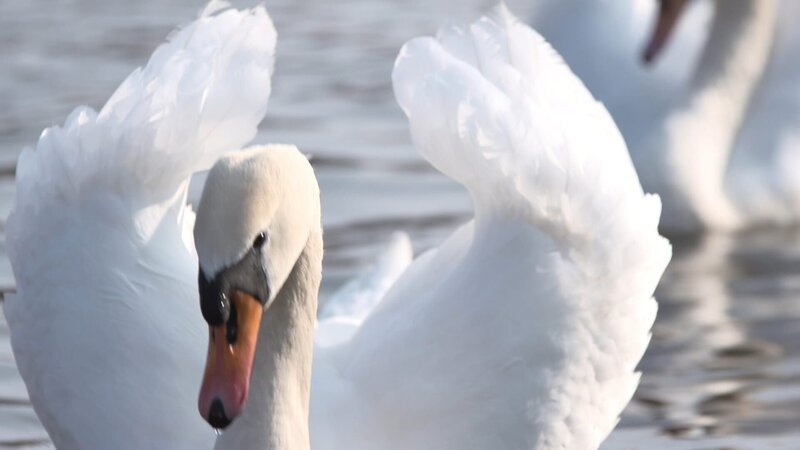 Als sich Hamburg um 1400 zu einer selbstständigen Stadt entwickelte, beschloss man zum Zeichen der Unabhängigkeit und Freiheit das Halten von Schwänen. Seitdem werden sie geschützt und gehören zum Stadtbild. – Bild: Medienkontor /​ Oliver Kratz