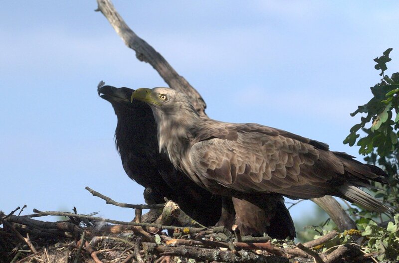 Bild: Szabolcs Mosonyi