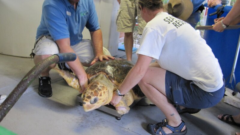 One of Gumbo Limbo’s rescued sea turtles. – Bild: NGC /​ Sharp Entertainment