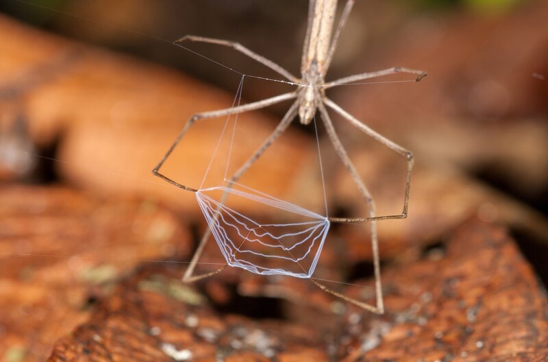 Kescherspinnen jagen auf einzigartige Weise mit selbst gebauten Fallen. – Bild: ZDF /​ Wildbear Pty Ltd