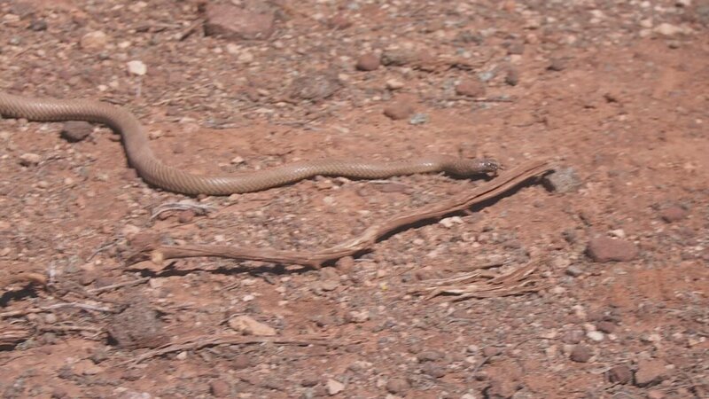 Bild: Electric Pictures Pty Ltd