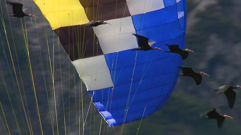 Eine Band junge Waldrappe – drollig aussehende Ibis-Vögel, die in Deutschland eigentlich seit dem 17. Jahrhundert ausgestorben sind und nun nachgezüchtet werden – lernen fliegen. Die täglichen Übungsflüge haben wir für Deutschland von oben 4 gedreht, indem wir mit einem Hubschrauber und unserer Spezialkamera parallel mitgeflogen sind. – Bild: ZDF und Irmin Kerck