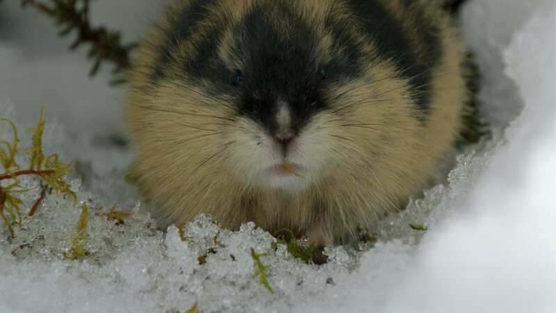 Lemminge verbringen den Winter in ihren Höhlen aus Schnee. Wenn der Schnee jedoch zu schmelzen beginnt, müssen sich die Nagetiere einen neuen Lebensraum suchen. – Bild: PLURIMEDIA (Doclights /​ NDR Naturfilm)