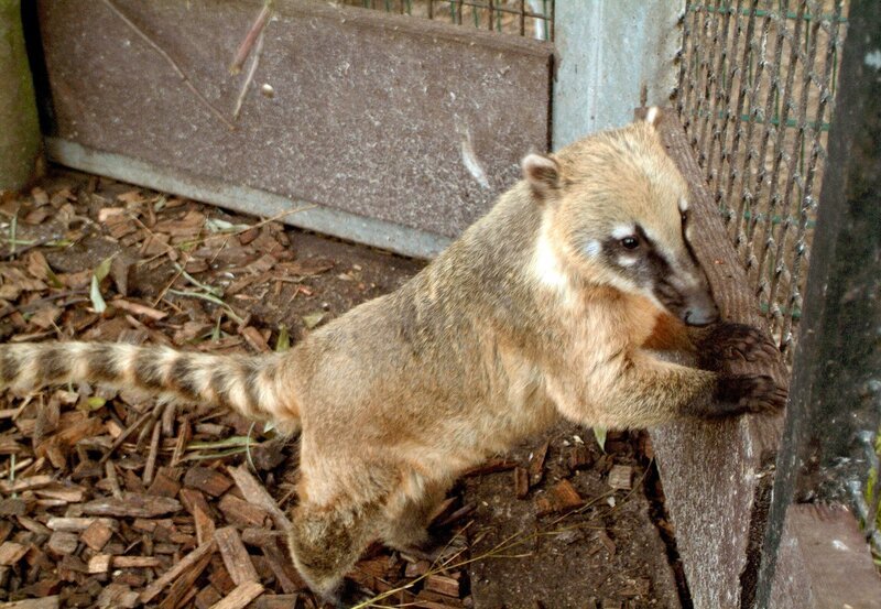 Nasebärbaby Tom (ARD/​HR GIRAFFE, ERDM?NNCHEN & CO. Folge 8). – Bild: HR/​Petra Bruder