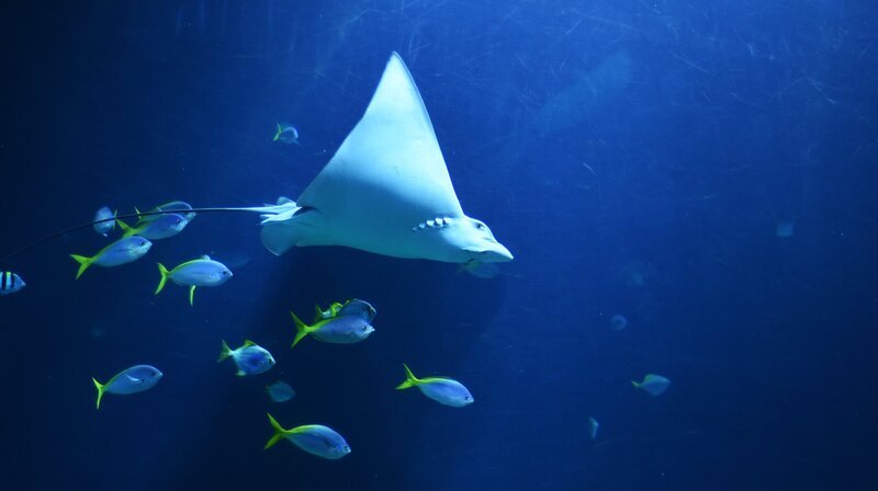 Ein Adlerrochen-Männchen wird aus dem niederländischen Burgers’ Zoo in Arnheim nach Hamburg transportiert. – Bild: NDR/​Doclights GmbH