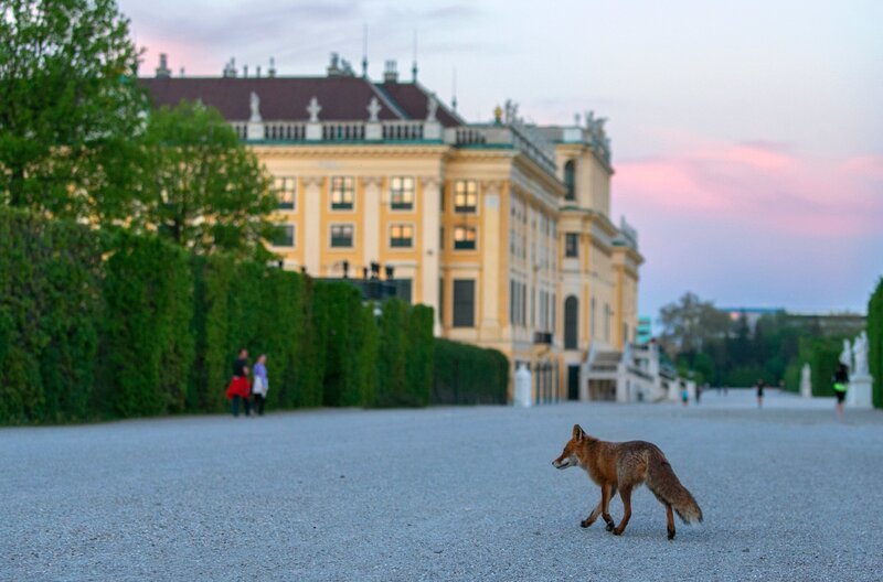Füchse gehören zu den Wildtieren, die man mittlerweile häufig in vielen Großstädten antreffen kann. – Bild: NDR/​Terra Mater Studios/​Georg und Verena Popp-Hacker