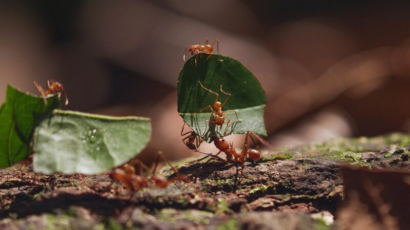 Blattschneiderameisen gehen ihrem Geschäft nach die Kolonne der Blattträger wird von kleinen Wächtern, die sich auch auf den Blättern mittragen lassen, begleitet. – Bild: RTL /​ Terra Mater /​ Cristian Dimitrius /​ Smart & Smarter