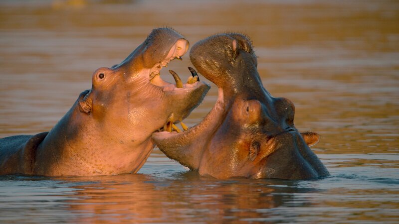 Halbstarke, junge Hippos beim spielerischen Kräftemessen – ein wichtiges Training für kommende Kämpfe um die Vorherrschaft im Revier. – Bild: Terra Mater Factual Studios /​ Skyland Production /​ Into Nature Production