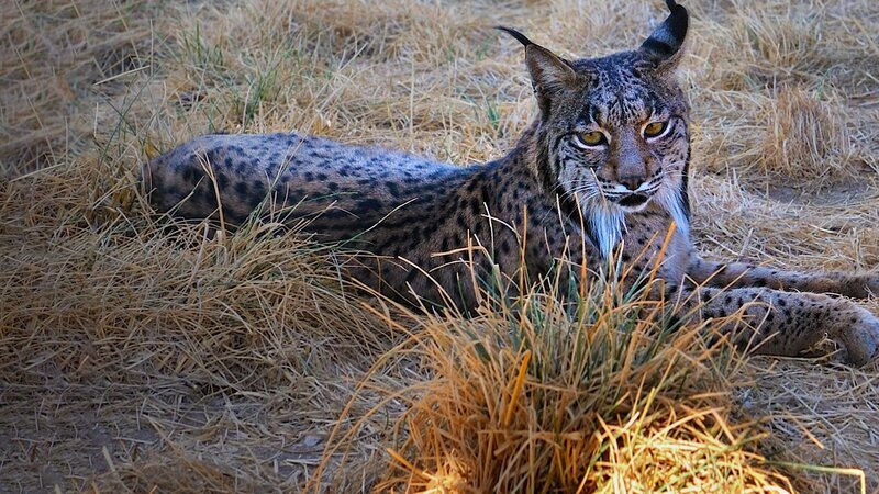 Iberischer Luchs – Bild: @RTL Iberischer Luchs – Bild: @RTL