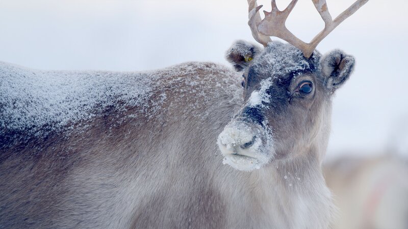 Lappland - Im Reich der Rentiere – Bild: RTL