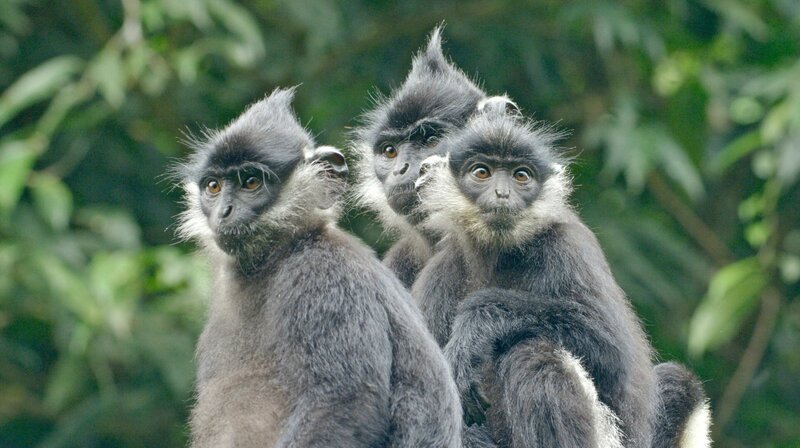 Gruppe von Pandalanguren. – Bild: NDR/​Doclights GmbH/​Stephan Krasser