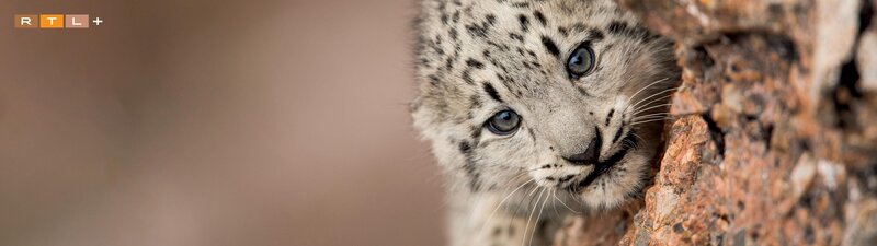 Bild: RTL