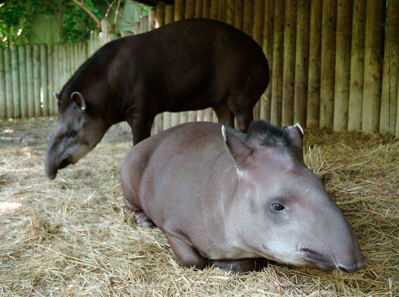 Die Tapire Fietje und Ronja. – Bild: rbb