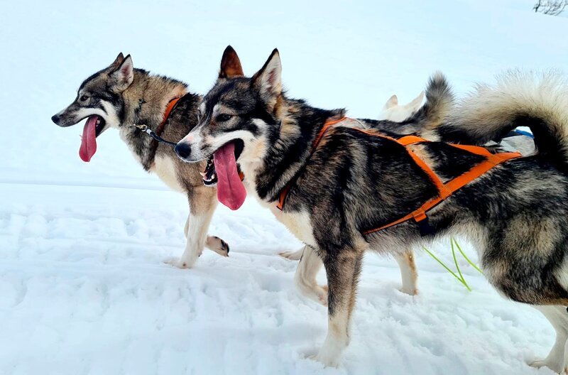 Durch das Hecheln regulieren die Huskys ihre Körpertemperatur. – Bild: BR/​Bewegte Zeiten Filmproduktion GmbH/​Megan Ehrmann