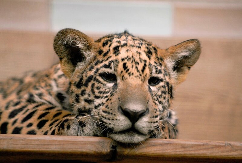 Die Jaguardrillinge Atiero, Jumanes und Valdivia – knapp acht Wochen alt – werden täglich gewogen. Die Pfleger im Tierpark Berlin können somit kontrollieren, wie sich die Drei entwickeln. – Eines der Jaguarbabys – Bild: rbb/​Thomas Ernst