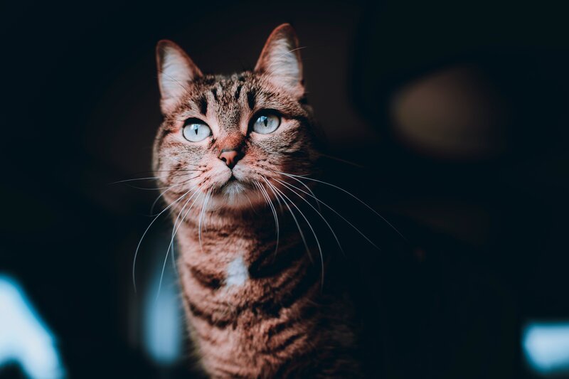 Katze – Bild: ServusTV /​ Manuel Seeger