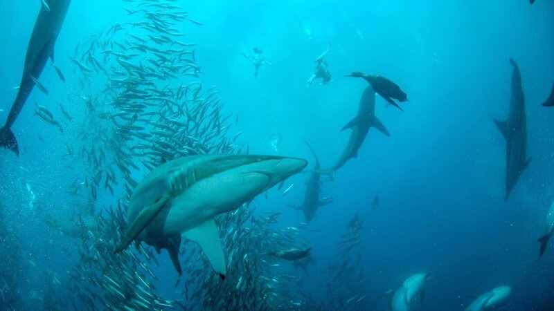Schwarzspitzenhai unter einen Fischschwarm. – Bild: TVNOW /​ Lion Mountain Media /​ Peter Lamberti