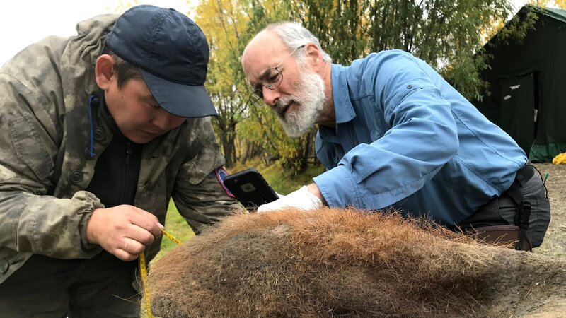 Professor Dan Fisher (r.) und Dr. Valery Plotnikov (l.) mit Mammutkopfhaut, Belaya Gora, Sibirien. – Bild: Discovery Channel