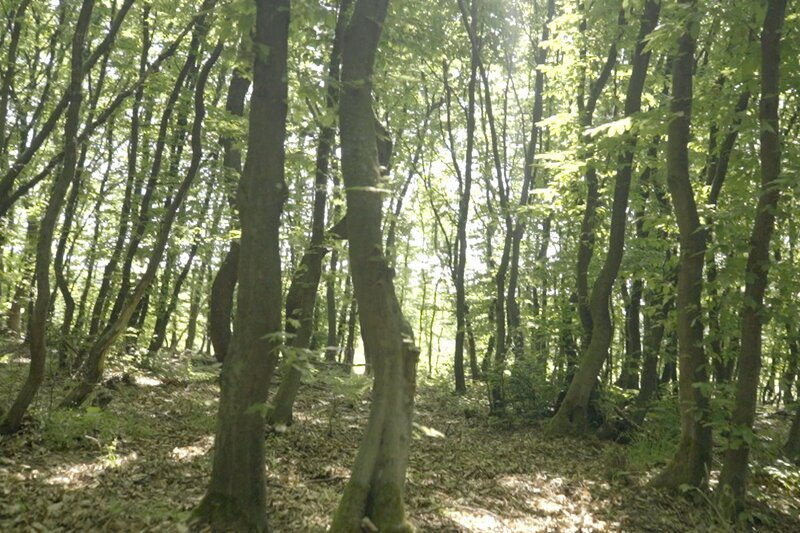 Ein lichter Wald mit mehrstämmigen Bäumen und viel Sonnenlicht, das den Waldboden erreicht: in einem Niederwald wachsen Bäume, die schnell wieder Stockausschläge bilden, wenn sie bis auf den Wurzelstock gefällt wurden. – Bild: Servus TV /​ Bilderfest