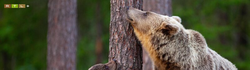 Bild: RTL