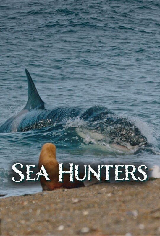 Seelöwen gegen Orcas – Bild: Spiegel tv