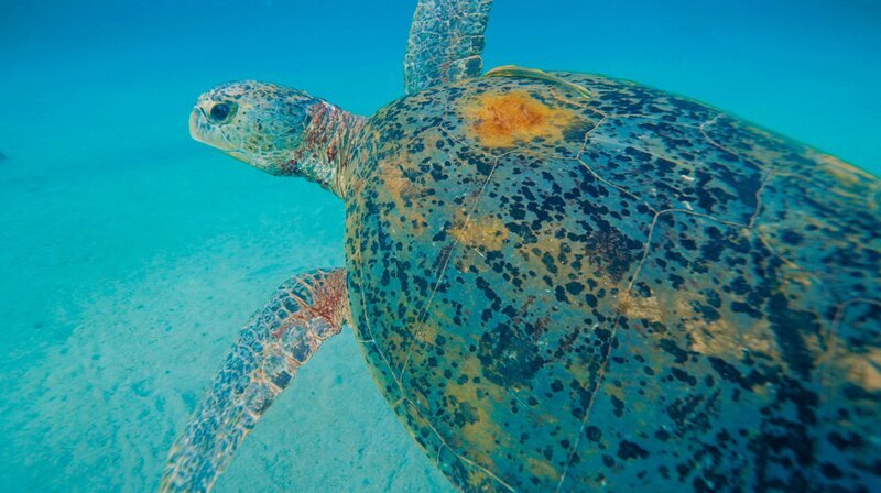 Weibliche Grüne Meeresschildkröten wandern zur Eiablage an den Strand ihrer eigenen Geburt. In diesem Fall zur Inselgruppe Con Dao, gut 70 Kilometer vor dem Festland Südvietnams. – Bild: NDR/​Doclights GmbH