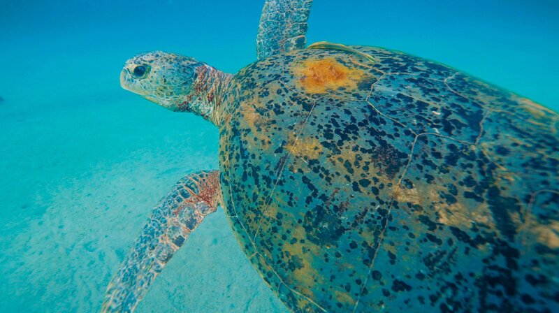 Weibliche Grüne Meeresschildkröten wandern zur Eiablage an den Strand ihrer eigenen Geburt. In diesem Fall zur Inselgruppe Con Dao, gut 70 Kilometer vor dem Festland Südvietnams. – Bild: NDR/​Doclights GmbH