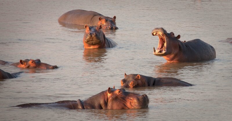Eine Hippo-Kuh reißt ihr Maul auf und zeigt ihre Eckzähne – ein effektiver Weg, um mit den Artgenossen zu kommunizieren. – Bild: Terra Mater Factual Studios /​ Skyland Productions /​ Into Nature Productions /​ Will Steenkamp