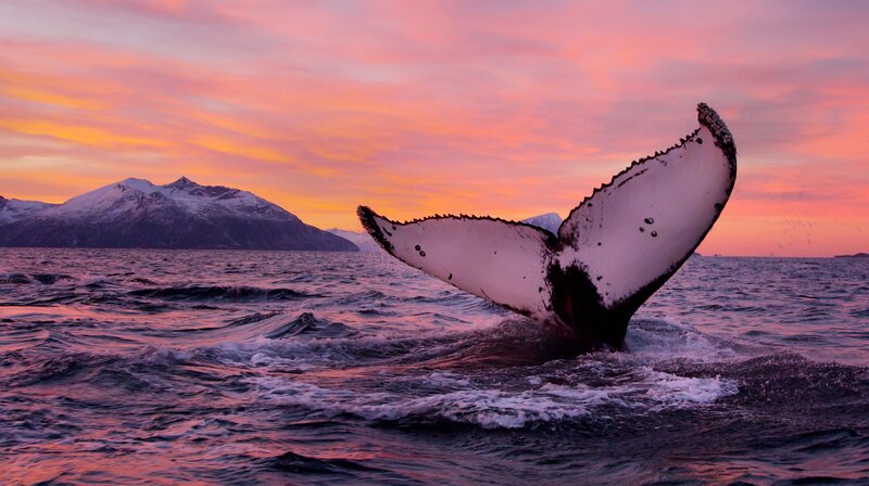 Norwegen - Meine wilde Heimat – Bild: NDR/​Doclights GmbH/​Asgeir Helgestad/​Artic Light AS