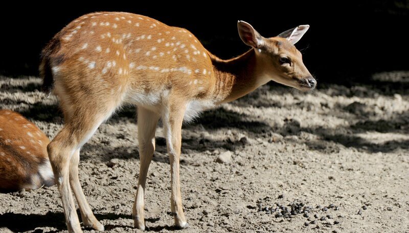 Sika-Hirsch im Tierpark Berlin. – Bild: rbb/​Thomas Ernst