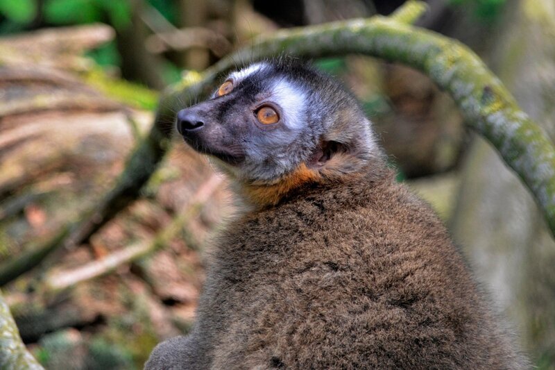 Ein Makiaffe im Jaderpark hat abgespeckt. – Bild: Radio Bremen