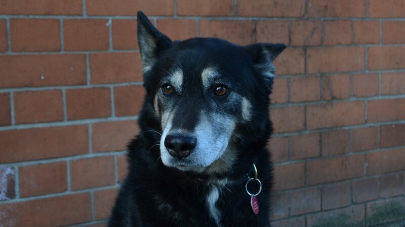 Dogs showing us how they tilt their heads. – Bild: Discovery Communications, LLC