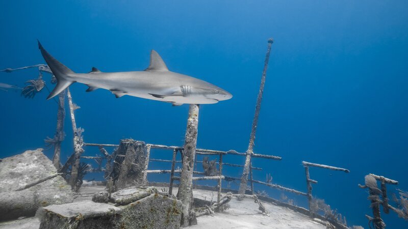 Carcharhinus amblyrhynchos Grauer Riffhai schwimmt entlang eines Wracks im blauen Ozean der Bahamas. – Bild: vladoskan /​ Getty Images/​iStockphoto /​ iStockphoto;GettyImages-94229380 /​ Marc Henauer © copyright nitrogenic.com 2017 – all rights reserved