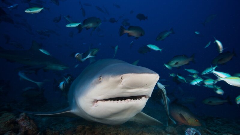 Huge bull shark with mouth open, Fiji. – Bild: Terry Moore/​Stocktrek Images /​ Getty Images/​Stocktrek Images /​ Stocktrek ImagesGettyImages-1539 /​ Terry Moore/​Stocktrek Images