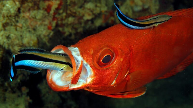 Der Blaustreifen-Putzerlippfisch reinigt hunderte „Kunden“ am Tag und ernährt sich von ihren abgestorbenen Hautzellen. – Bild: N24 Doku